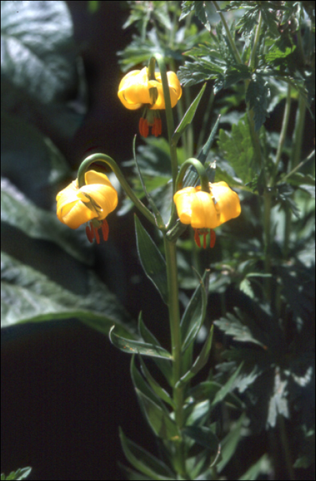 Lilium pyrenaïcum Gouan