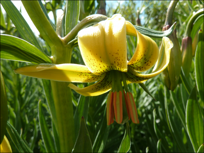 Lilium pyrenaïcum Gouan