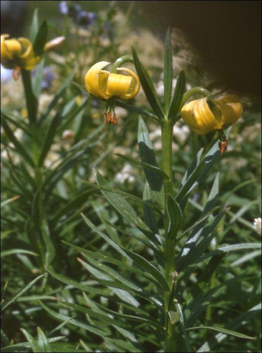 Lilium pyrenaïcum Gouan