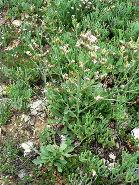 Limonium girardianum