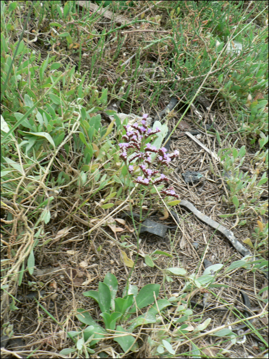 Limonium girardianum