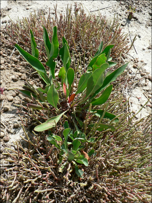 Limonium narbonenese