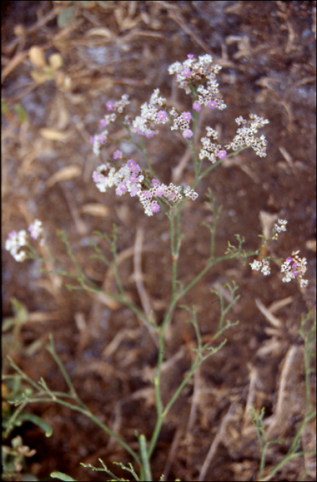 Limonium vulgare