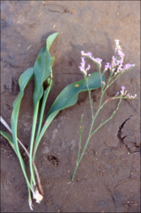 Limonium vulgare