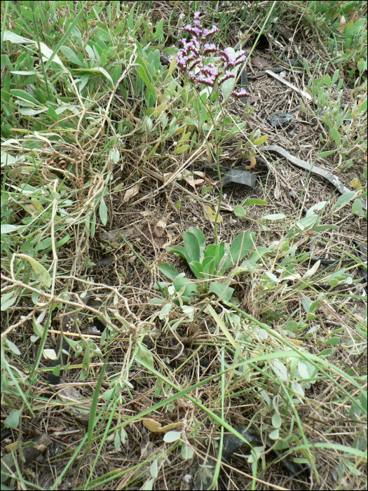 Limonium vulgare