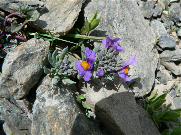 Linaria alpina (L.)