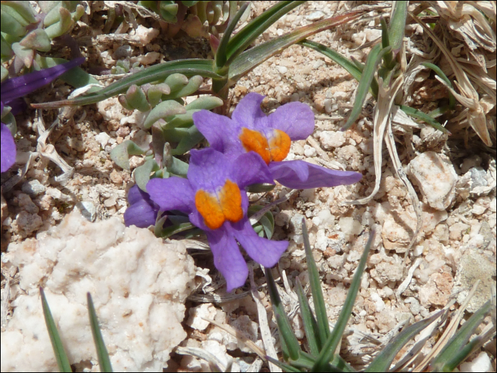 Linaria alpina (L.)