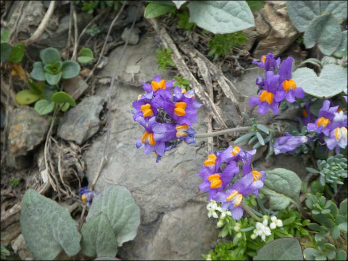 Linaria alpina (L.)