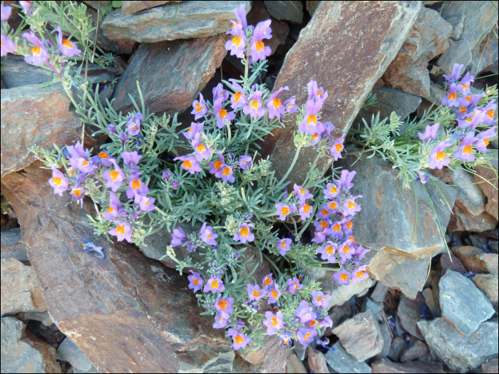 Linaria alpina (L.)