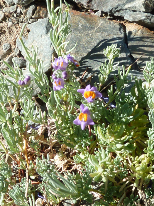 Linaria alpina (L.)
