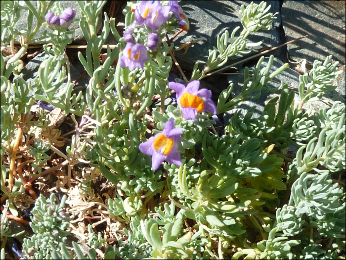 Linaria alpina (L.)