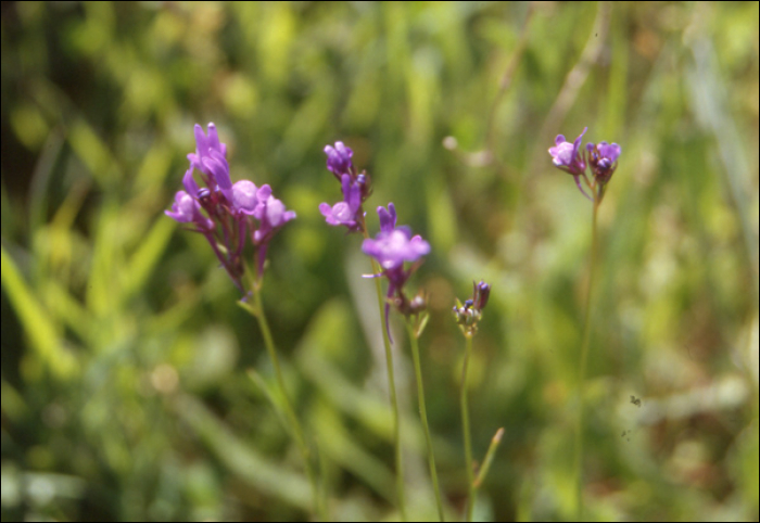 Linaria pelisseriana