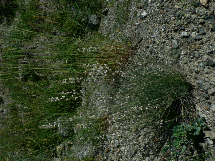 Linaria repens (L.) (=Linaria striata)