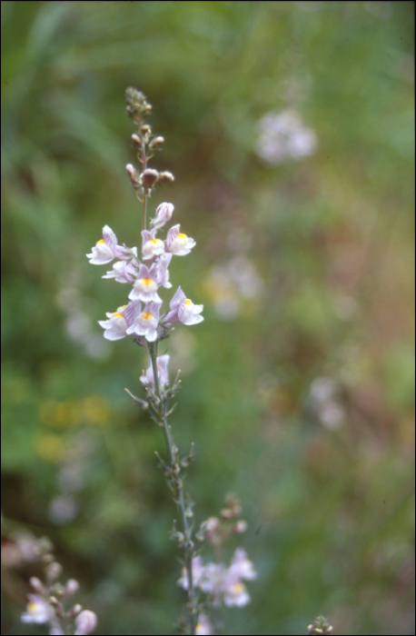 Linaria repens (L.) (=Linaria striata)