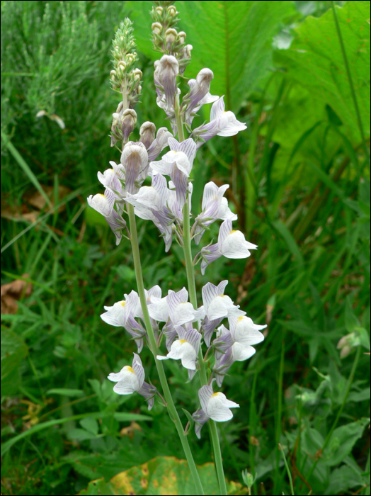 Linaria repens (L.) (=Linaria striata)