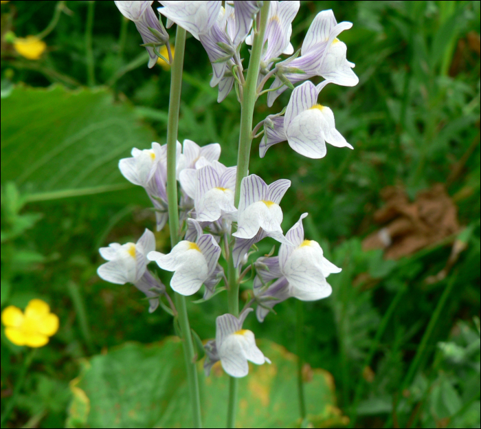 Linaria repens (L.) (=Linaria striata)