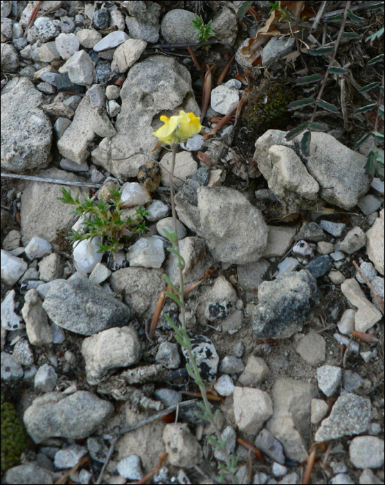 Linaria supina