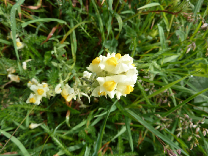 Linaria supina