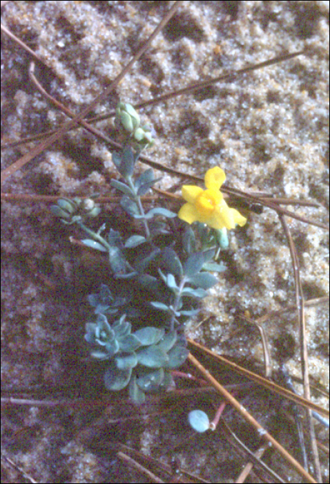 Linaria thymifolia (Vahl)