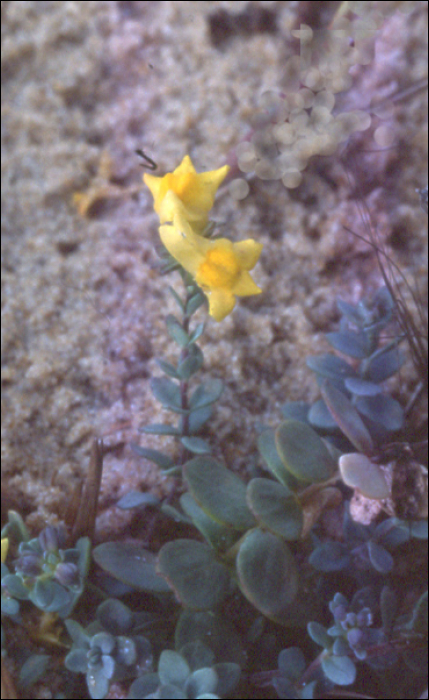 Linaria thymifolia (Vahl)
