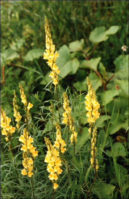 Linaria vulgaris Mill.