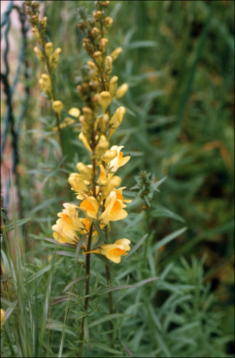 Linaria vulgaris Mill.