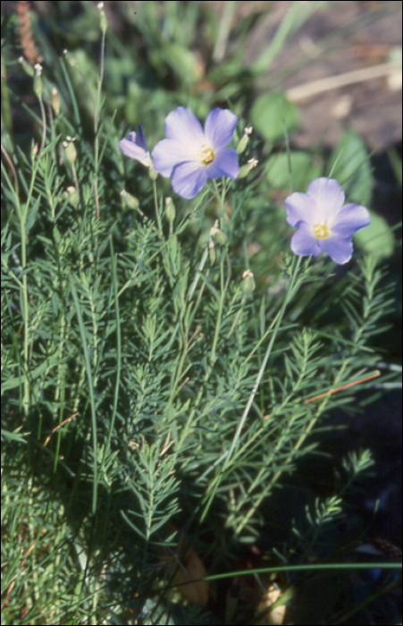 Linum alpinum s.l.