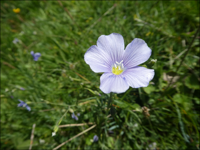 Linum alpinum s.l.