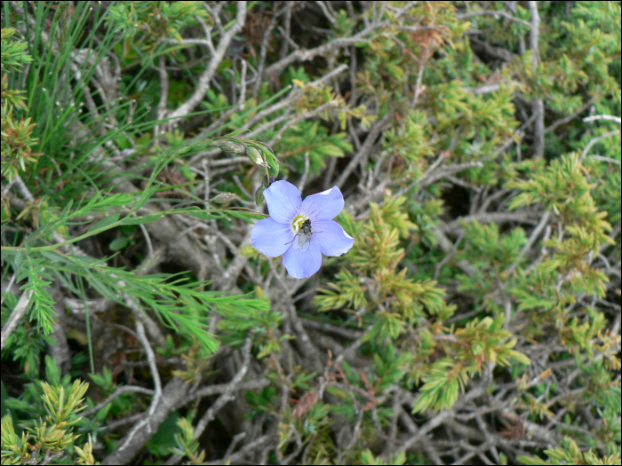 Linum alpinum s.l.