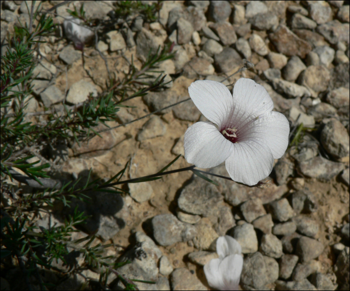 Linum bienne (=Linum angustifolium)