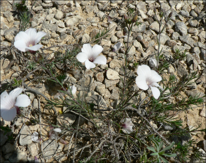 Linum bienne (=Linum angustifolium)