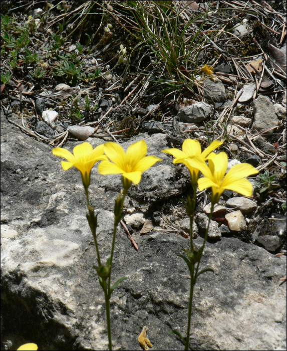 Linum campanulatum