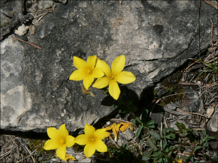 Linum campanulatum