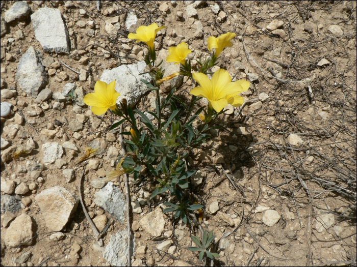 Linum campanulatum