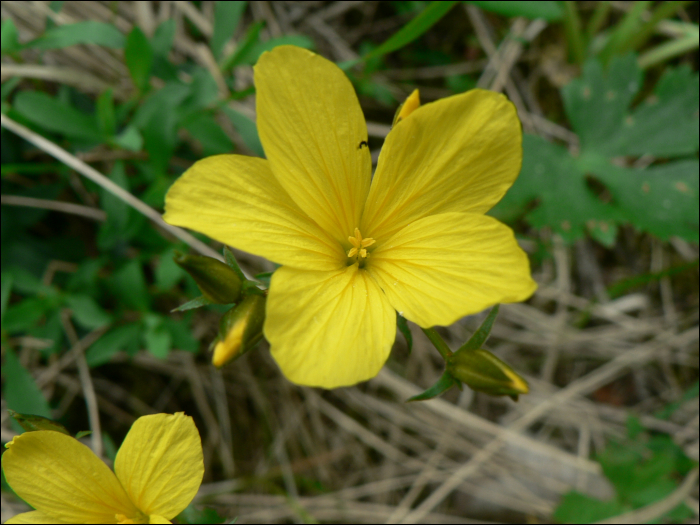 Linum campanulatum