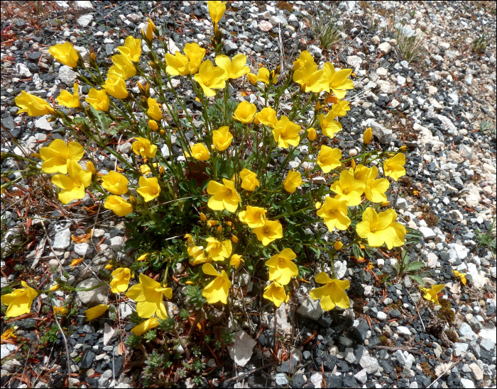 Linum campanulatum