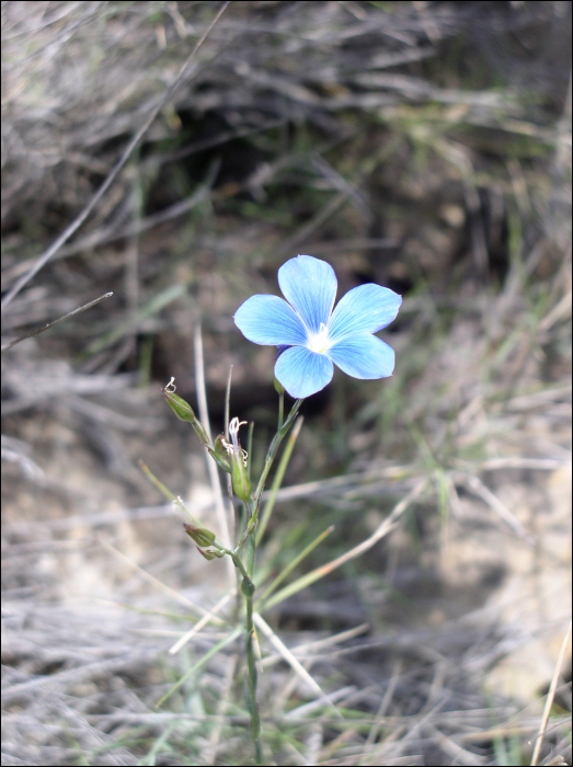 Linum narbonense