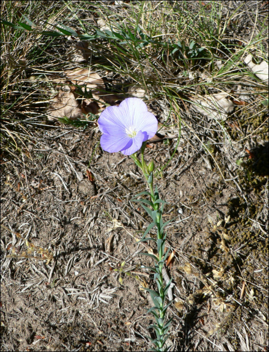 Linum narbonense