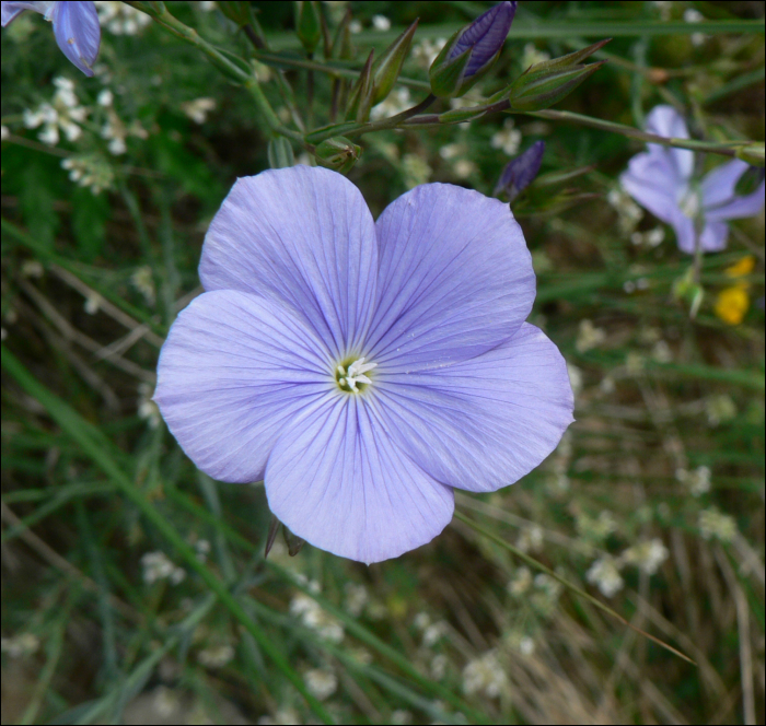 Linum narbonense