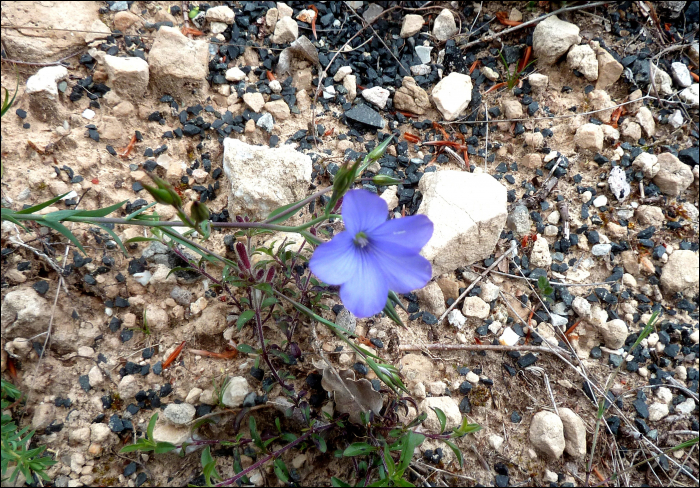 Linum narbonense