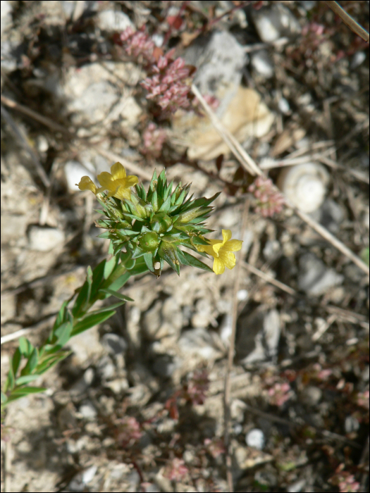 Linum strictum