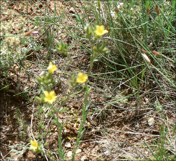 Linum strictum