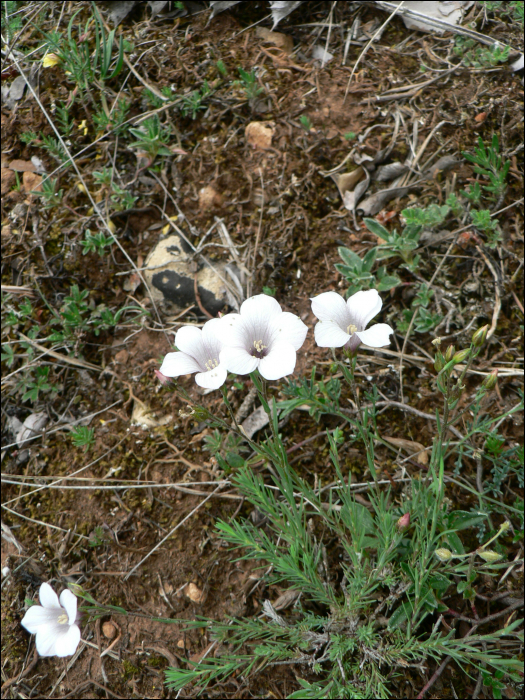 linum suffruticosum ssp salsaloides