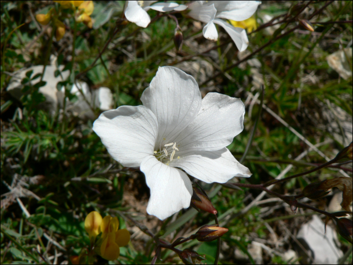 linum suffruticosum ssp salsaloides