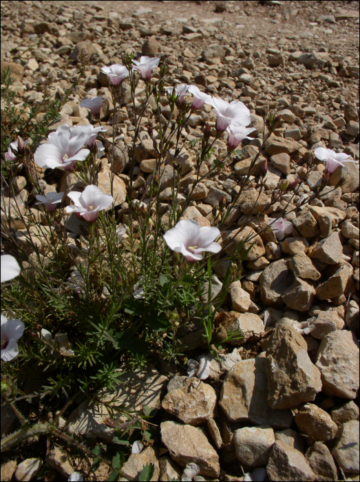 linum suffruticosum ssp salsaloides