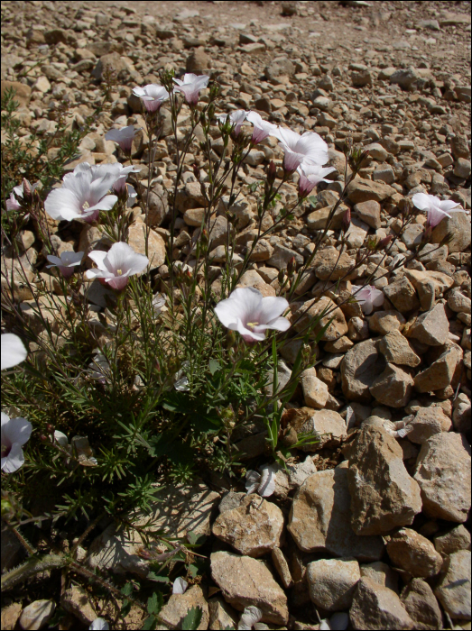 linum suffruticosum ssp salsaloides