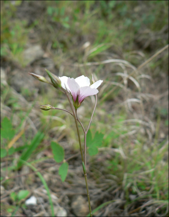 linum suffruticosum ssp salsaloides