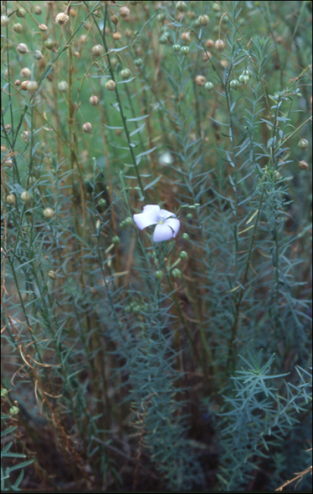 Linum tenuifolium L.