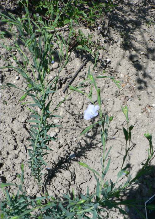 Linum tenuifolium L.