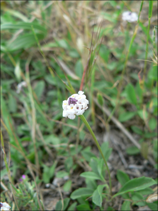 Lippia canescens